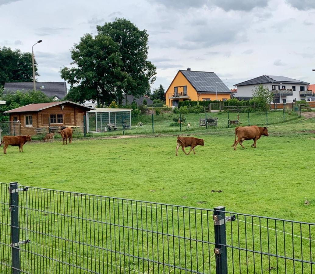 Ferienwohnung Zur Dexter-Zucht Coswig Coswig  Zewnętrze zdjęcie
