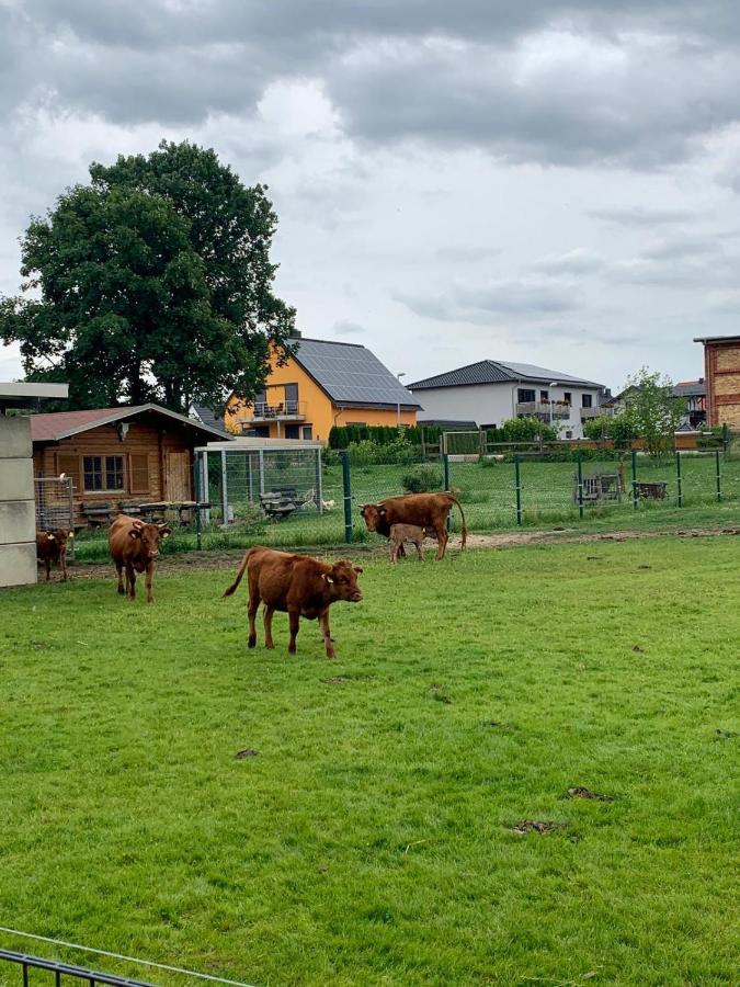 Ferienwohnung Zur Dexter-Zucht Coswig Coswig  Zewnętrze zdjęcie