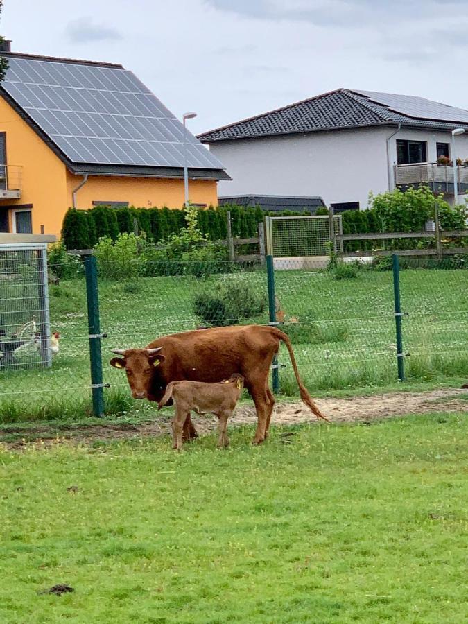 Ferienwohnung Zur Dexter-Zucht Coswig Coswig  Zewnętrze zdjęcie